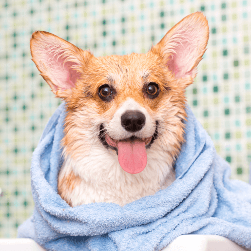 Grooming & Boarding