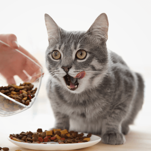Nutritional Counseling